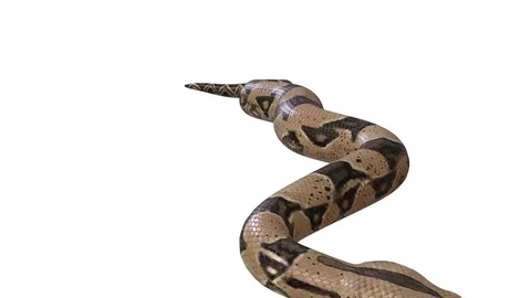 Realistic 3D Animation of  a Crawling Boa Constrictor With Alpha Channel. Stock Footage 84280422
