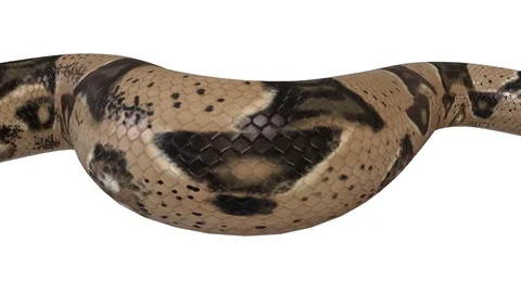 Realistic 3D Animation of  a Crawling Boa Constrictor With Alpha Channel. Stock Footage 84280807
