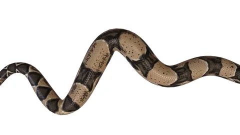 Realistic 3D Animation of  a Crawling Boa Constrictor With Alpha Channel. Stock Footage 84280880