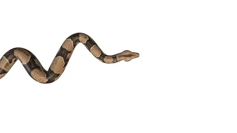 Realistic 3D Animation of  a Crawling Boa Constrictor With Alpha Channel. Stock Footage 84281007