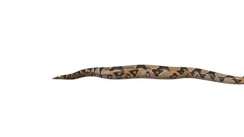 Realistic 3D Animation of  a Crawling Boa Constrictor With Alpha Channel. Stock Footage 84281030