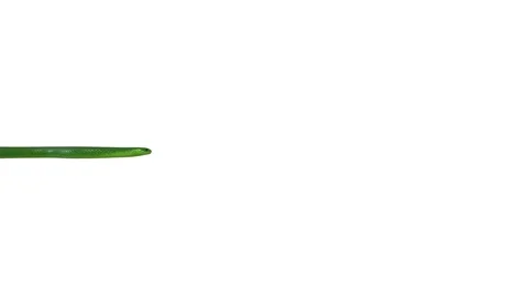 Realistic 3D Animation of  a Crawling Green Mamba With Alpha Channel. Stock Footage 84259084