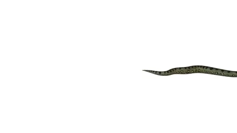 Realistic 3D Animation of  a Crawling Green Anaconda With Alpha Channel. Stock Footage 84269146