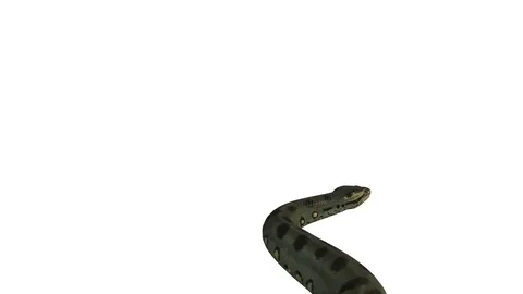 Realistic 3D Animation of  a Crawling Green Anaconda With Alpha Channel. Stock Footage 84269302