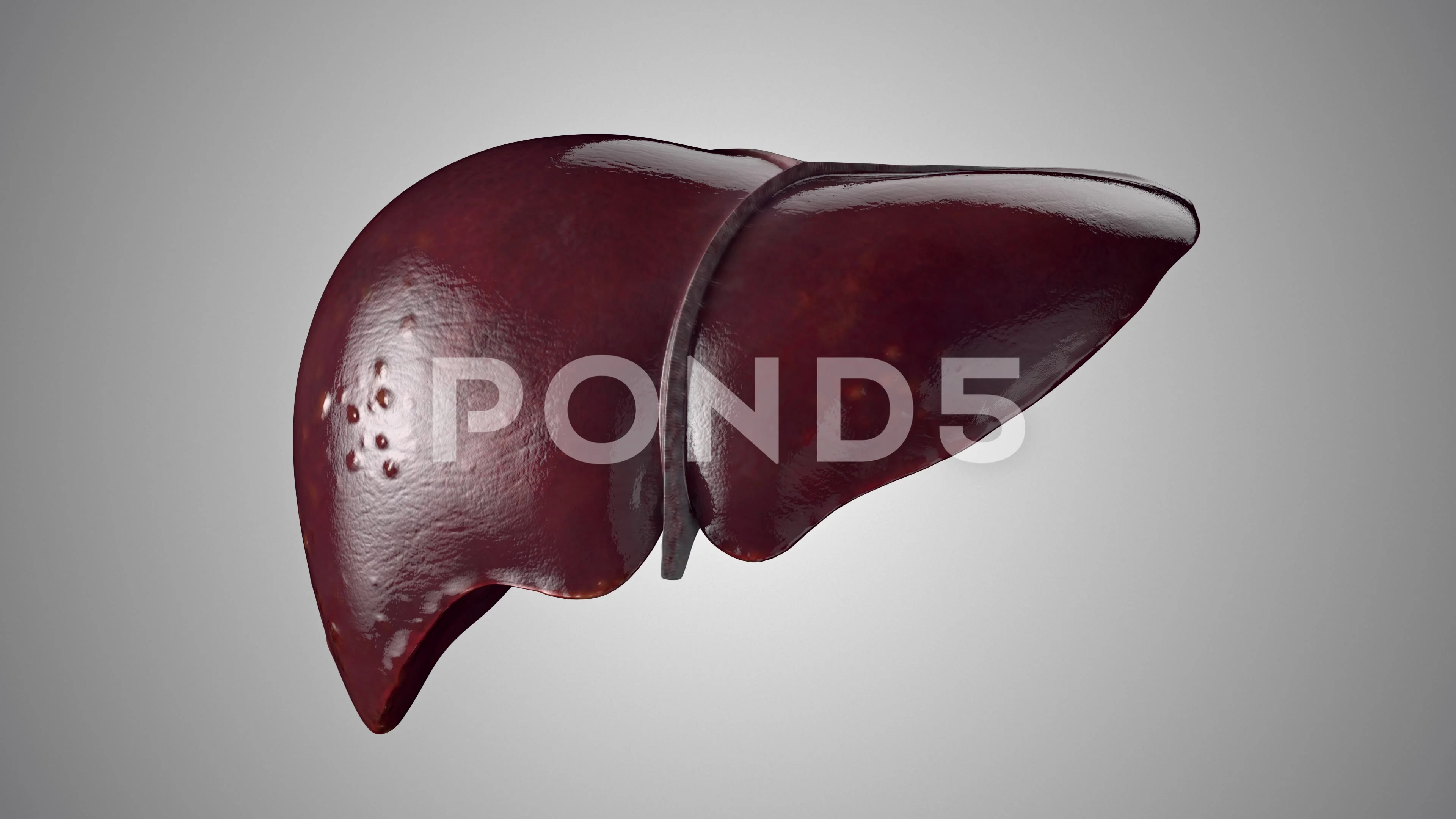 Realistic 3d animation of human liver si... | Stock Video | Pond5