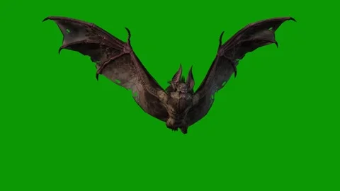 A Realistic 3D Bat Angry Scene Green Screen-Chroma Key Animation Stock Footage 310284753