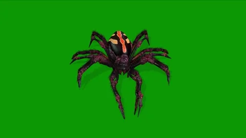 Realistic 3D Beautiful Spider Animation-Attacking Scene Front Side Stock Footage 317394450