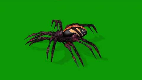 Realistic 3D Beautiful Spider Animation-Attacking Scene Left Side Stock Footage 317394475
