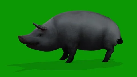 Realistic 3D Cute Black Pig idle View From Left on Green Screen-Loop Animation Stock Footage 309436620