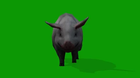 Realistic 3D Cute Black Pig Walking From Front on Green Screen-Loop Animation Stock Footage 309436629