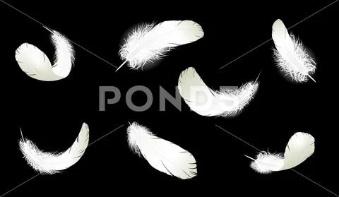 Realistic 3d detailed white swan pigeon feathers fluff set collection black b Stock Illustration