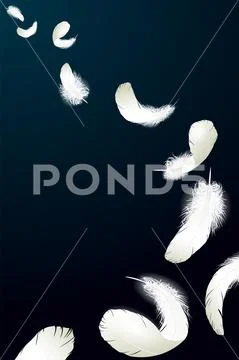 Realistic 3d detailed white swan pigeon feathers fluff black blue background. Stock Illustration