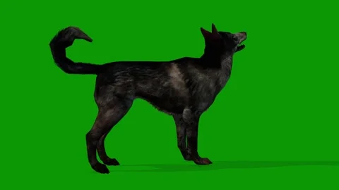 A Realistic 3d dog growling from right on Green Screen background Stock Footage 308471065