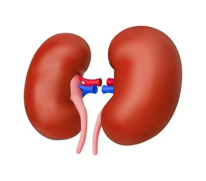 Realistic 3D Model of Human Kidneys Stock Illustration