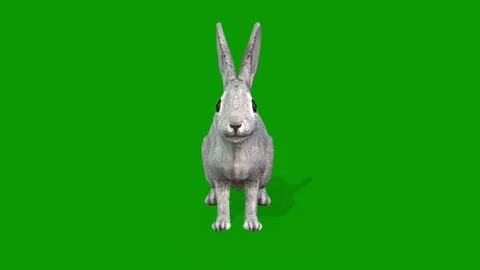 Realistic 3D Rabbit idle Scene From Front Side-Green Screen Clip Stock Footage 313816539
