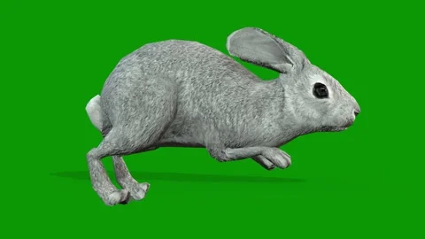 Realistic 3D Rabbit Walking Right Side-Green Screen Clip Stock Footage 313816590