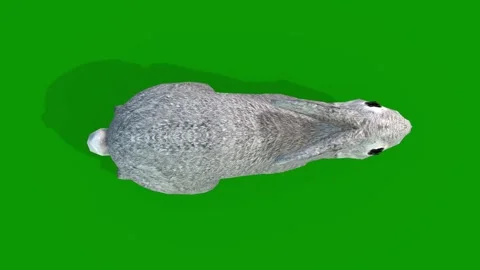 Realistic 3D Rabbit Walking From Sky View-Green Screen Clip Stock Footage 313816584