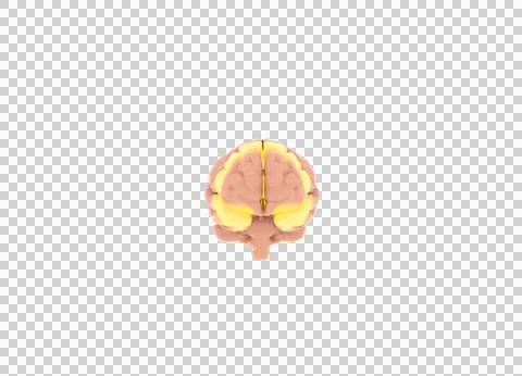 Realistic 3D rendered human brain with glowing yellow neural activation, is.. Stock Illustration