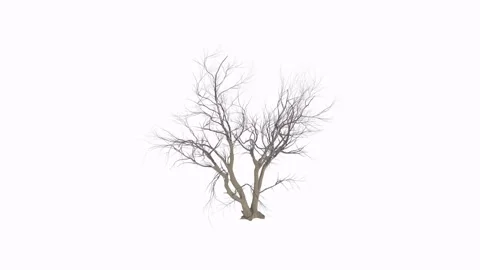 Realistic 3d rendering of a barren tree with intricate branches Stock Footage 303594640