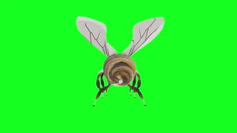Realistic 3D rendering of a bee flying against a green background Stock Footage 285060513