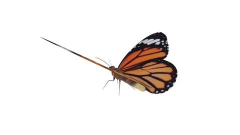 Realistic 3D rendering of a butterfly in vibrant colors and details Stock-Footage 285060665