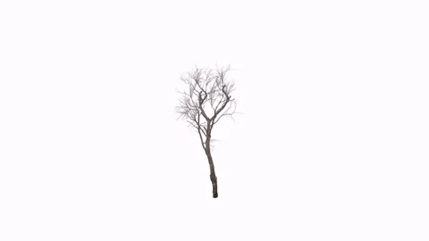 Realistic 3D rendering of a dried tree with intricate branches Stock Footage 303594975