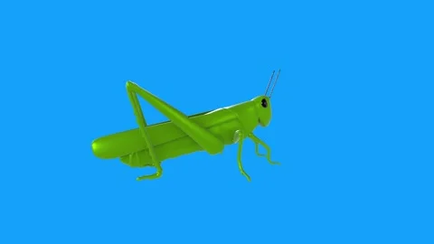 Realistic 3D rendering of a green grasshopper on a blue background Stock-Footage 303859571