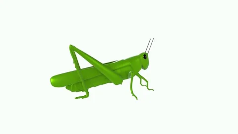 Realistic 3D rendering of a green grasshopper on a white background Stock Footage 303859605