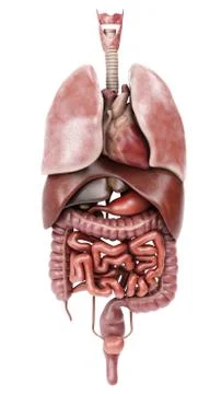 Realistic 3d rendering of a human internal organs Stock Illustration