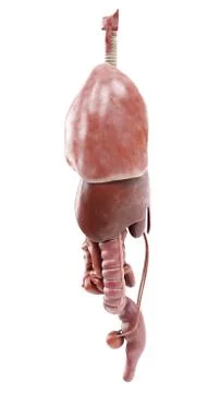 Realistic 3d rendering of a human internal organs in side view Stock Illustration