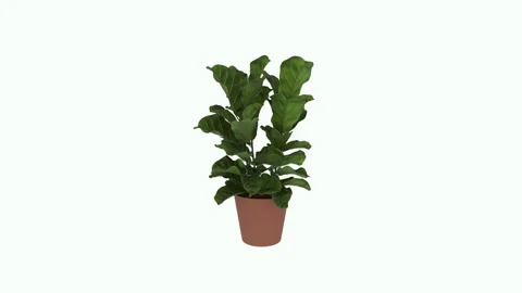 Realistic 3D rendering of lush indoor plant within a simple pot Stock-Footage 303859851