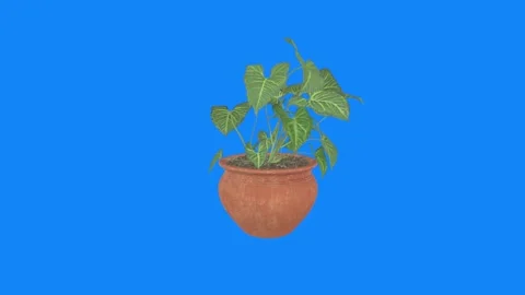 Realistic 3D rendering of potted plant against vibrant blue background Stock-Footage 303594926