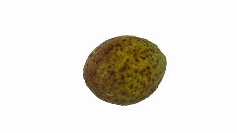 Realistic 3d rendering showcasing a tropical fruit with a textured skin Stock-Footage 297584286