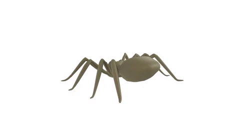Realistic 3D rendering of a spider in a neutral background environment Stock Footage 285924857