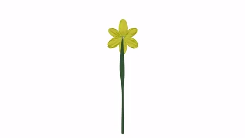 Realistic 3D rendering of a vibrant yellow daffodil flower 스톡 동영상 285671466