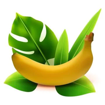 Realistic 3d vector banana fruit with leaves isolated on white background. Ve Stock Illustration