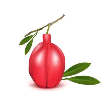 Realistic Ackee 3d vector aki Blighia sapida fruit with leaves isolated on wh Stock Illustration