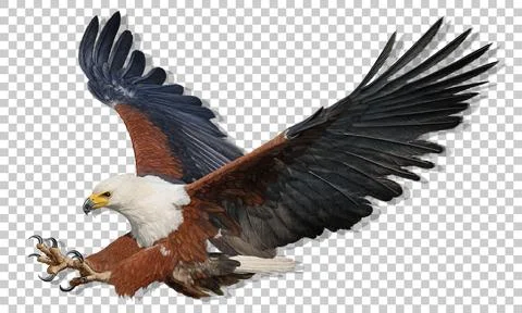 Realistic African Fish Eagle swoop attack hand drawn and paint vector Stock Illustration