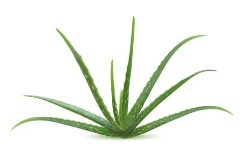 Realistic aloe vera vector illustration on white background Stock Illustration