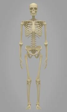 Realistic Anatomical 3D render of human skull. Dead Man's Head Bones. Illustrazione stock