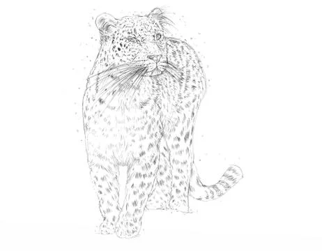 Realistic animals with a panther Stock Illustration