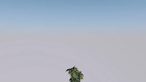 Realistic animation of a green tree with moving leaves. The wind's blowing. Blue Stock Footage 116803702