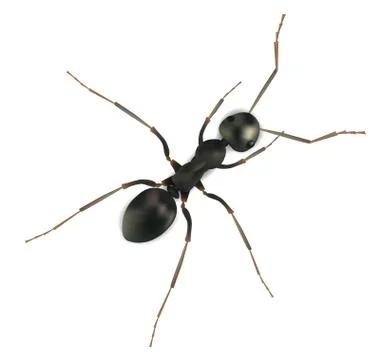 Realistic  ant isolated on white Stock Illustration