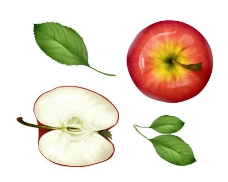 Realistic apple half, leaves set top view イラスト素材