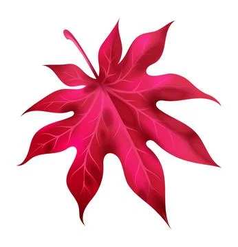Realistic autumn leaf. Fall red and pink wood foliage of maple, bright colorful Stock Illustration