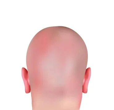 Realistic bald head Stock Illustration