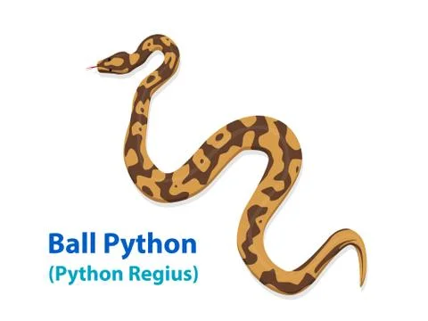 Realistic Ball Python snake in vector art top view Stock Illustration