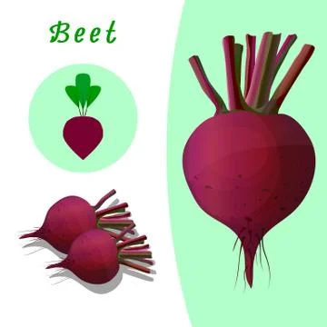 Realistic beet and beet logo Stock Illustration