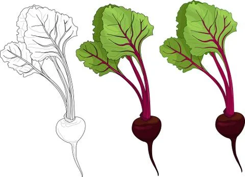 Realistic beetroot template set. Cartoon vector illustration Stock Illustration