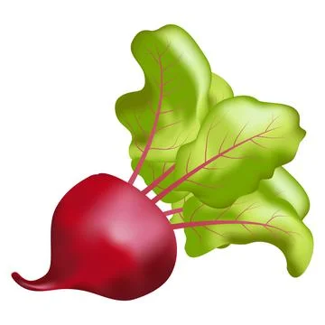 Realistic beetroot with tops isolated Stock-Illustration